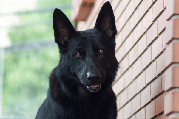 Trusted Pet Shop Noida